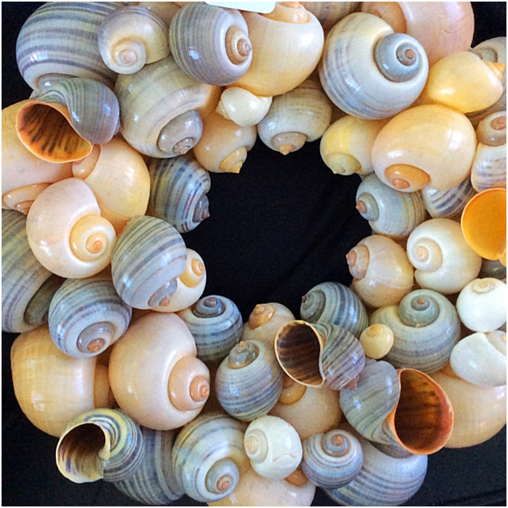 Seashell Art By Maggie